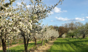 Apple Blossoms at Wilkens Farm